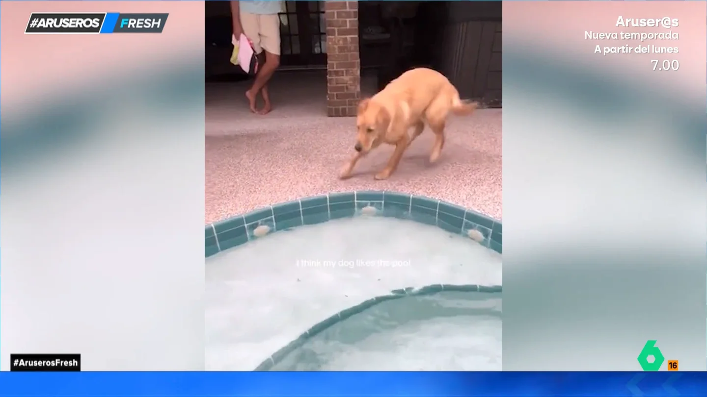 La divertida reacción de un cachorro de Golden Retriever al bañarse por primera vez en una piscina La divertida reacción de un cachorro de Golden Retriever al bañarse por primera vez en una piscina