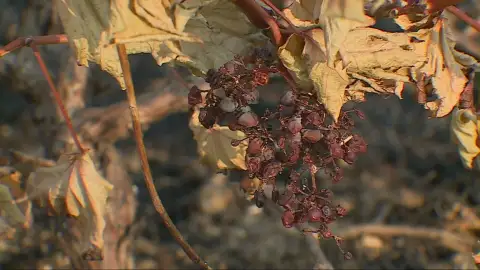 Vides resisten como un cortafuegos en Galicia. Vides resisten como un cortafuegos en Galicia.