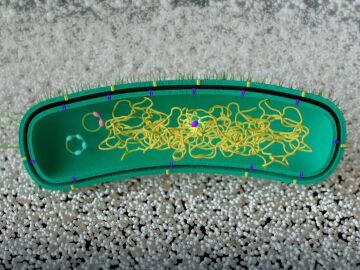 Modifican una bacteria para que "aprenda" a descomponer pl&aacute;stico sin ADN externo