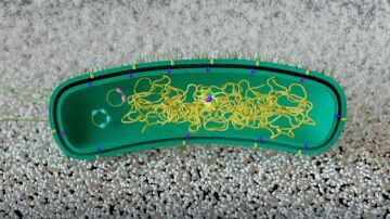 Modifican una bacteria para que "aprenda" a descomponer plástico sin ADN externo