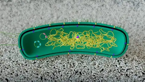 Modifican una bacteria para que "aprenda" a descomponer plástico sin ADN externo Modifican una bacteria para que "aprenda" a descomponer plástico sin ADN externo
