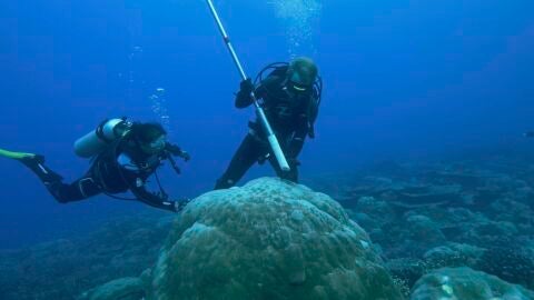 Coral submarino australiano analizado en el estudio