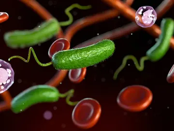 Bacteria carnívora Vibrio vulnificus Bacteria carnívora Vibrio vulnificus