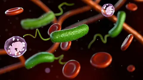 Bacteria carnívora Vibrio vulnificus Bacteria carnívora Vibrio vulnificus