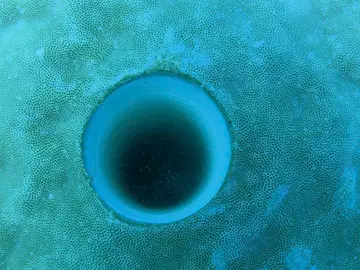 Agujero de perforación de coral submarino australiano Agujero de perforación de coral submarino australiano