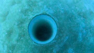 Agujero de perforación de coral submarino australiano