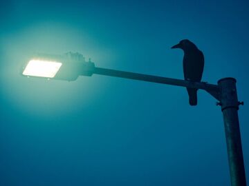 Un p&aacute;jaro sobre una farola