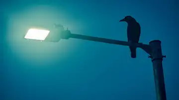 Un pájaro sobre una farola Un pájaro sobre una farola