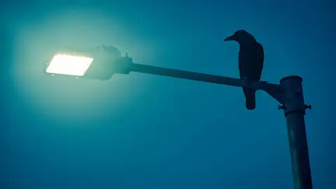 Un pájaro sobre una farola Un pájaro sobre una farola