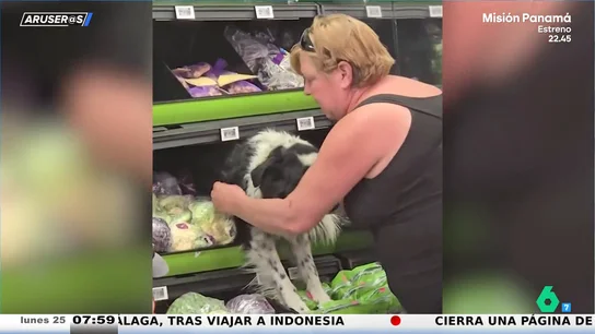 Un perro se cuela en la balda de fruta fresca de un súper para escapar del calor en Colorado Un perro se cuela en la balda de fruta fresca de un súper para escapar del calor en Colorado