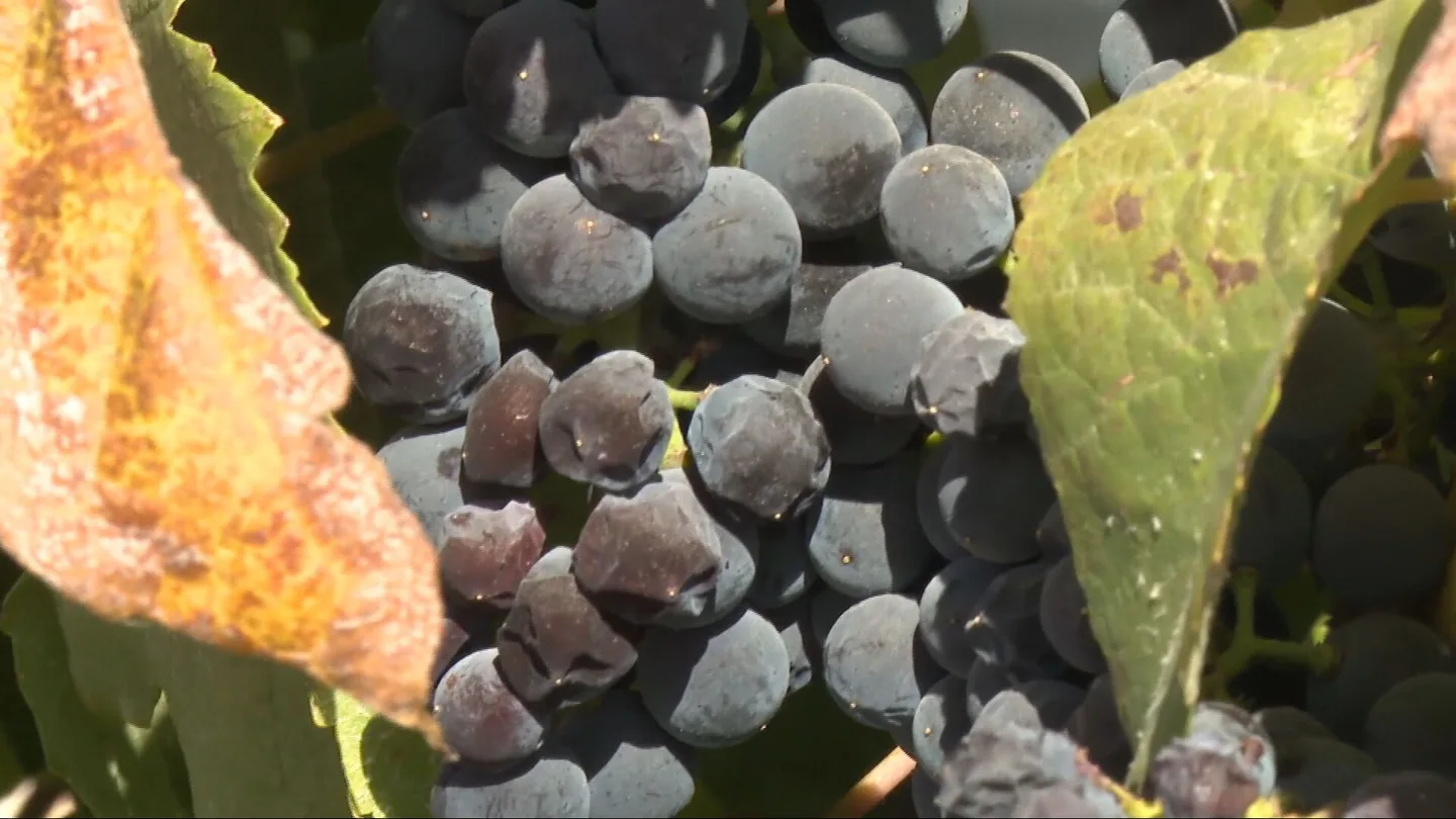 Una plaga mildiú hace peligrar la vendimia en Andalucía: los viticultores prevén hasta un 40% menos de producción y un 80% de pérdidas Una plaga mildiú hace peligrar la vendimia en Andalucía: los viticultores prevén hasta un 40% menos de producción y un 80% de pérdidas