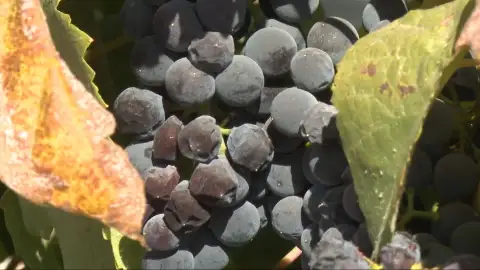 Una plaga mildiú hace peligrar la vendimia en Andalucía: los viticultores prevén hasta un 40% menos de producción y un 80% de pérdidas Una plaga mildiú hace peligrar la vendimia en Andalucía: los viticultores prevén hasta un 40% menos de producción y un 80% de pérdidas