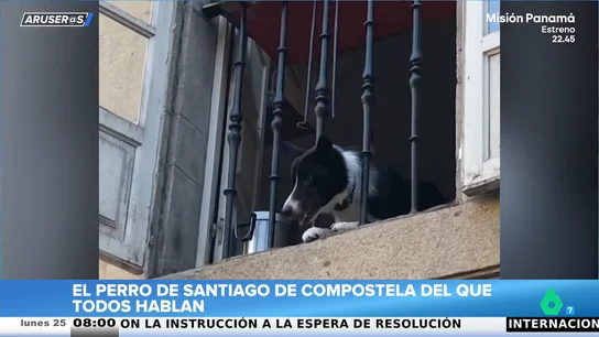 El perro que conquista Santiago de Compostela: lanza su pelota desde un balcón y elige con quién jugar El perro que conquista Santiago de Compostela: lanza su pelota desde un balcón y elige con quién jugar