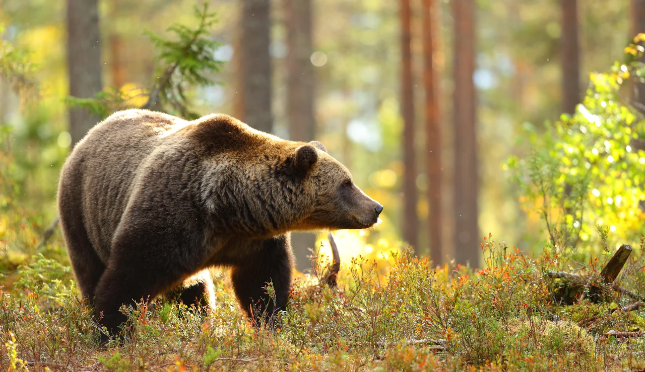 El oso pardo en libertad