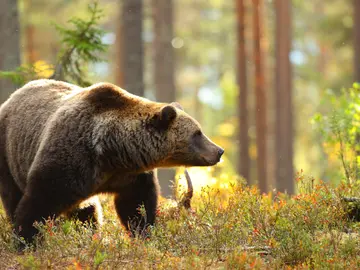 El oso pardo en libertad El oso pardo en libertad