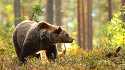 El oso pardo en libertad El oso pardo en libertad