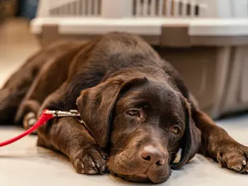 Perro triste Perro triste