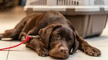 Perro triste Perro triste