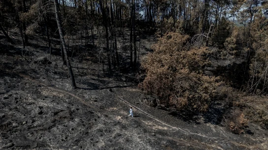 Imagen del bosque Ridimoas tras ser arrasado por las llamas Imagen del bosque Ridimoas tras ser arrasado por las llamas