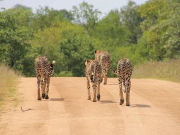 Guepardos en el Parque Nacional Kruger Guepardos en el Parque Nacional Kruger