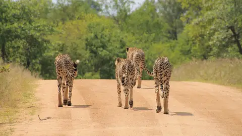 Guepardos en el Parque Nacional Kruger Guepardos en el Parque Nacional Kruger