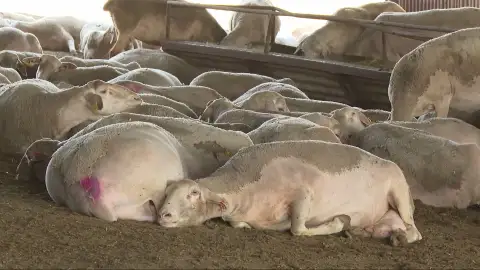 La enfermedad de la lengua azul pone en jaque a los ganaderos de Córdoba donde ya hay más de 500 explotaciones afectadas La enfermedad de la lengua azul pone en jaque a los ganaderos de Córdoba donde ya hay más de 500 explotaciones afectadas