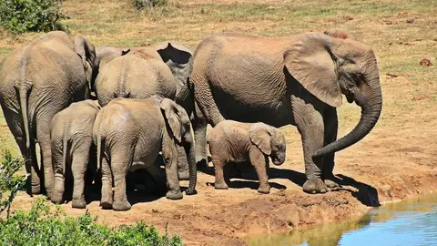 Elefantes en el Parque Nacional Kruger Elefantes en el Parque Nacional Kruger