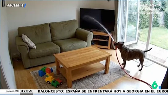 Una cámara de seguridad capta el momento en el que un perro riega con la manguera el salón de su casa, con tele y sofá incluidos Una cámara de seguridad capta el momento en el que un perro riega con la manguera el salón de su casa, con tele y sofá incluidos