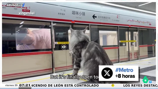 Un youtuber chino construye a sus gatos una línea de Metro en casa y se hace viral: ojo, porque no le falta detalle Un youtuber chino construye a sus gatos una línea de Metro en casa y se hace viral: ojo, porque no le falta detalle