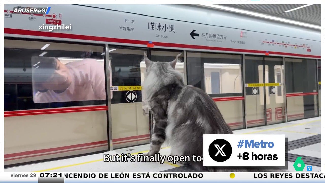 Un youtuber chino construye a sus gatos una línea de Metro en casa y se hace viral: ojo, porque no le falta detalle