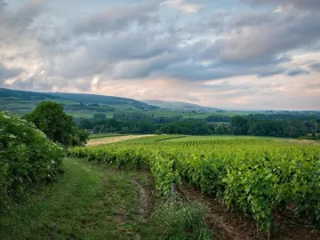 Viñedo en Borgoña Viñedo en Borgoña