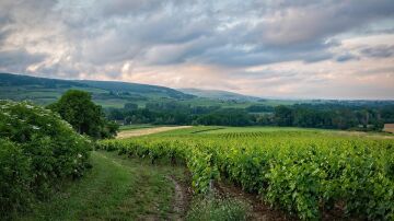 Viñedo en Borgoña