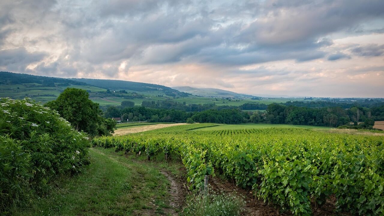 Septiembre es el mes viajero por excelencia para los amantes del vino, te contamos por qué