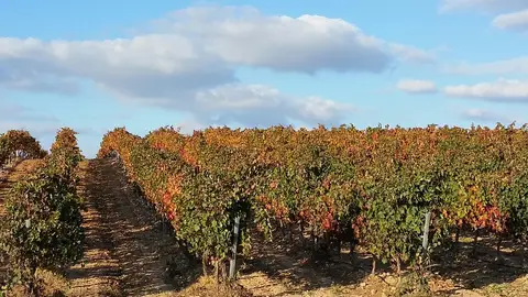 Viñedo en La Rioja Viñedo en La Rioja