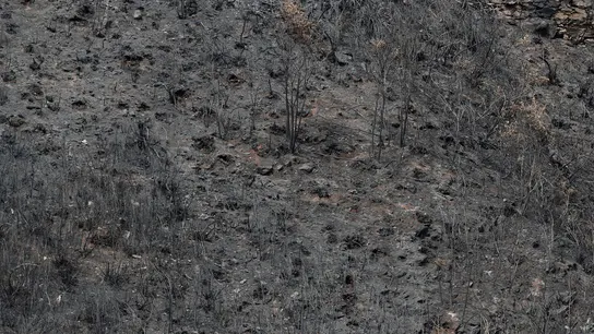 Terreno arrasado en Galicia Terreno arrasado en Galicia