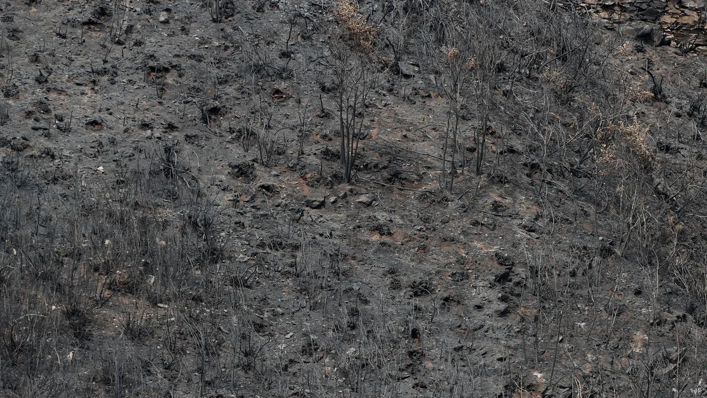 Terreno arrasado en Galicia Terreno arrasado en Galicia