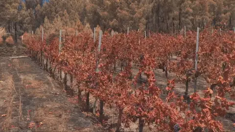 Viñedos en Ourense. Viñedos en Ourense.