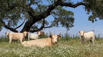 Vacas y terneras de Extremadura Vacas y terneras de Extremadura