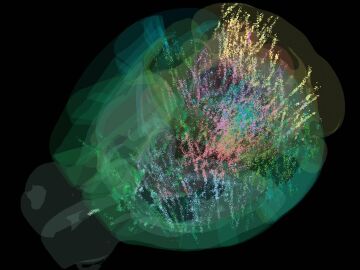 El cerebro toma decisiones como un todo, guiado por expectativas