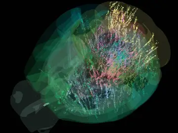 El cerebro toma decisiones como un todo, guiado por expectativas El cerebro toma decisiones como un todo, guiado por expectativas