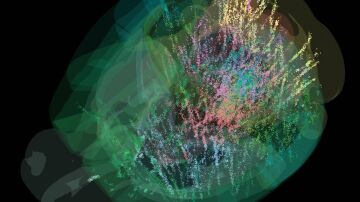El cerebro toma decisiones como un todo, guiado por expectativas