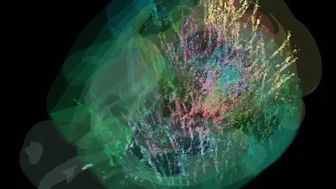 El cerebro toma decisiones como un todo, guiado por expectativas El cerebro toma decisiones como un todo, guiado por expectativas