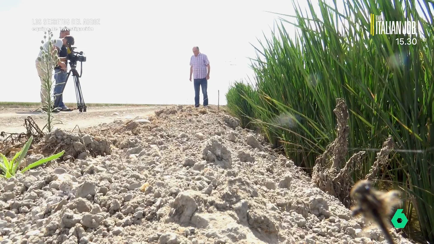 El arroz español no solo se cultiva en Valencia: Equipo de Investigación revela el secreto mejor guardado del sector El arroz español no solo se cultiva en Valencia: Equipo de Investigación revela el secreto mejor guardado del sector