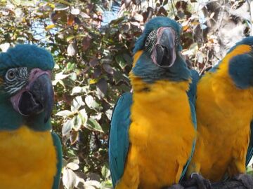 Guacamayos de garganta azul