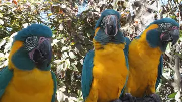 Guacamayos de garganta azul Guacamayos de garganta azul