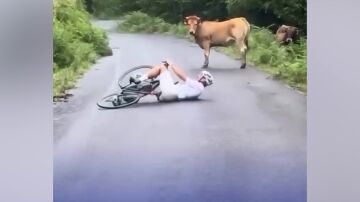 Vaca