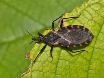 Triatoma, los insectos causantes de la enfermedad Triatoma, los insectos causantes de la enfermedad