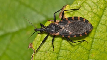 Triatoma, los insectos causantes de la enfermedad