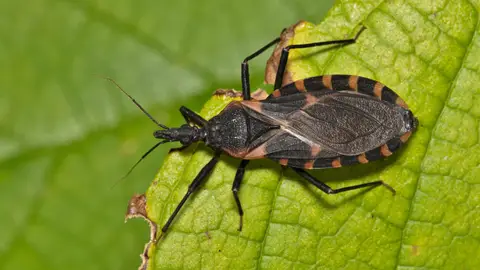 Triatoma, los insectos causantes de la enfermedad Triatoma, los insectos causantes de la enfermedad