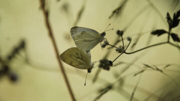 Mariposas